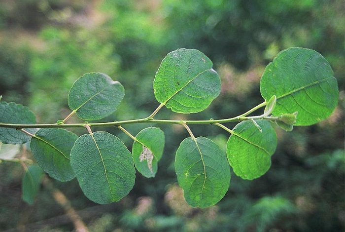 Salix caprea (3)